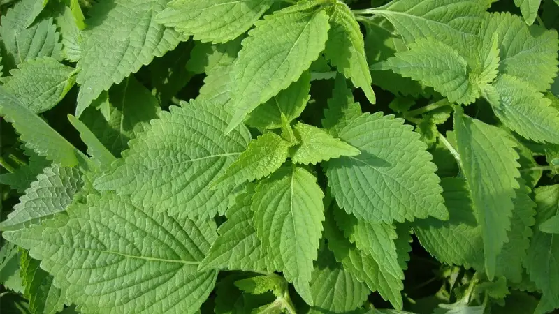 4 dược thiện giúp tăng sức đề kháng trong mùa lạnh- Ảnh 3.