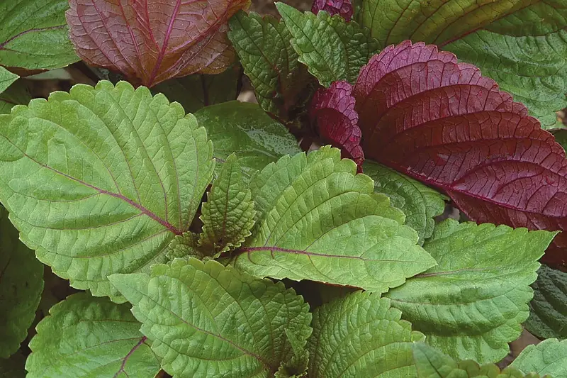 4 dược thiện giúp tăng sức đề kháng trong mùa lạnh- Ảnh 2.