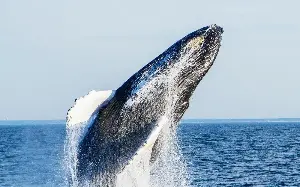 The North American beach break with incredible whale-watching