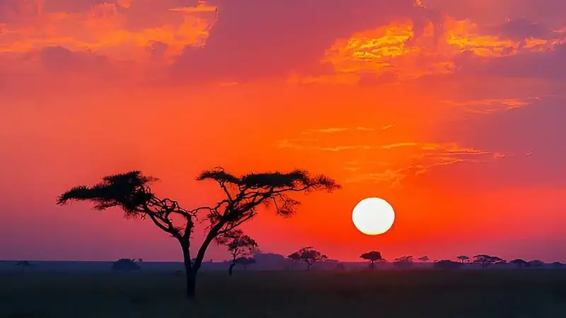 Red sky setting over tree and plain