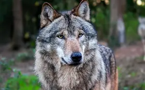 Kent wildlife park kills its wolves after pack falls out