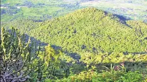 Green nod to divert 237 ha of forest land for Vadhavan highway project
