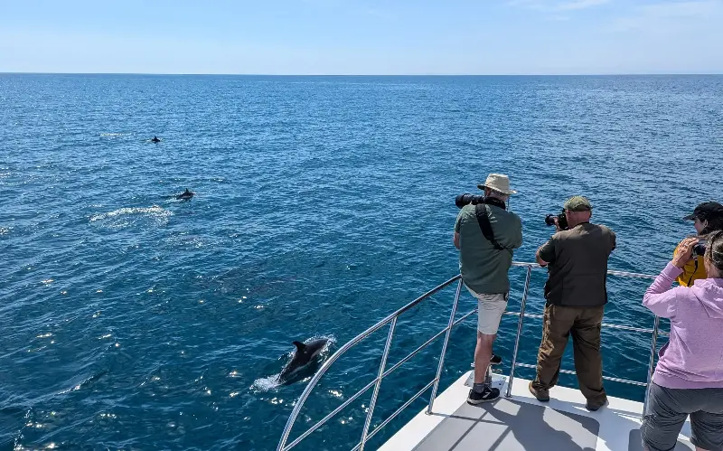 Common dolphins are now being seen in greater numbers in the English Channel