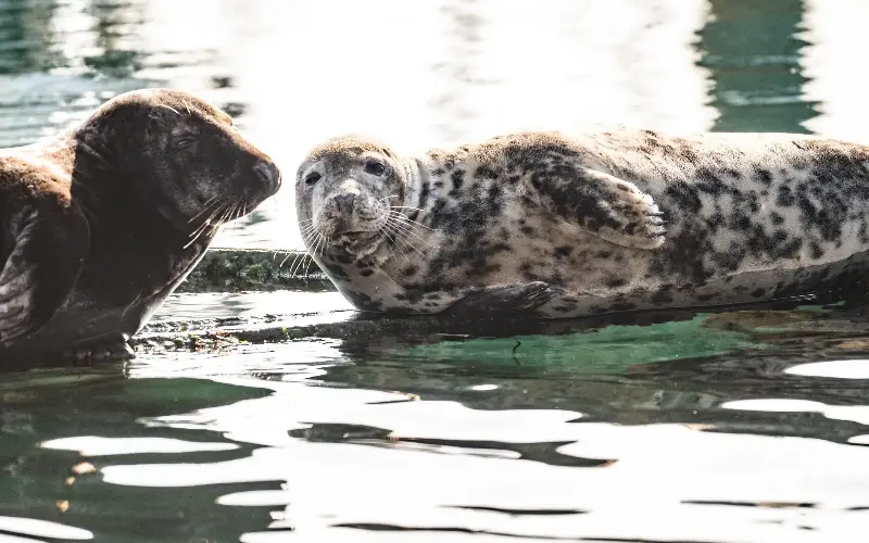 Grey seals bask on the rocks near Brixham harbour - Mark Stratton