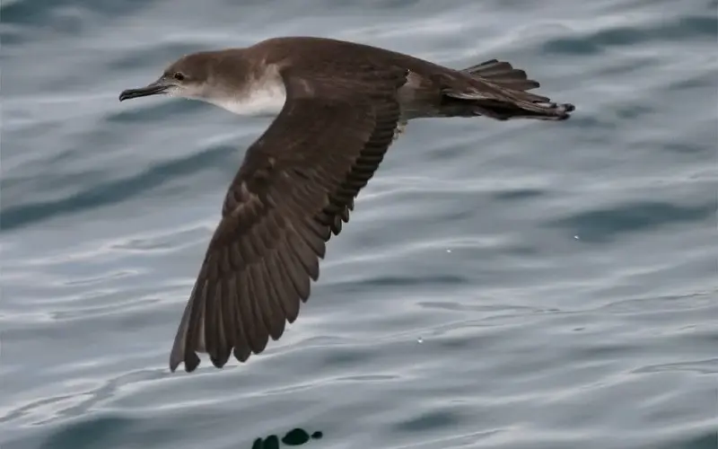 Balearic shearwaters are increasingly being seen in the English Channel as they move north from the Mediterranean - Tom Brereton/Mark Stratton