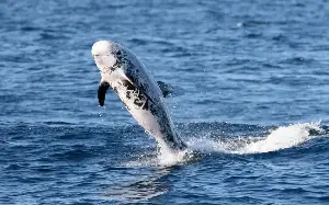 Rising temperatures are bringing new marine life to Britain