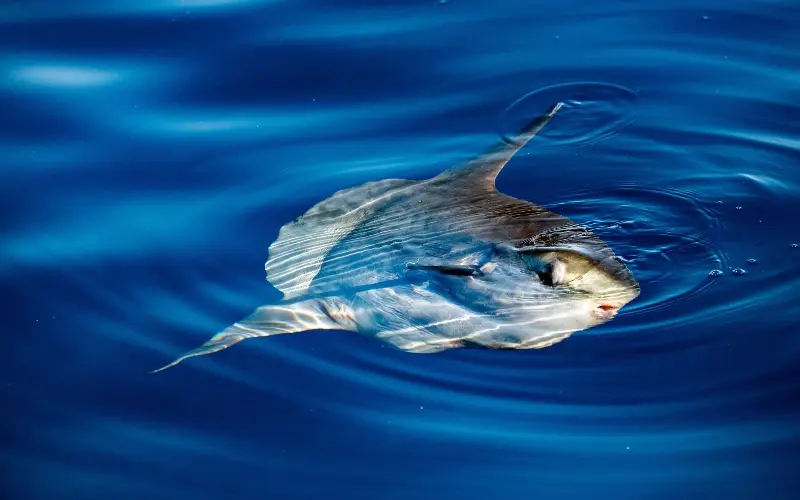 A sunfish basks at the surface of the English Channel off Devon - Mark Stratton