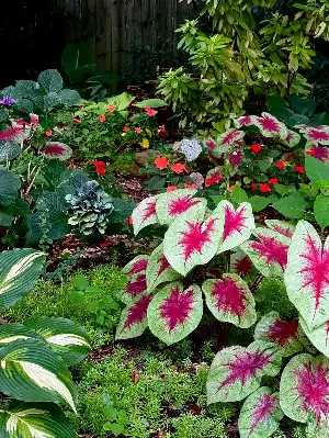 On Gardening: Heart to Heart Lemon Blush stuns with a rare spring return