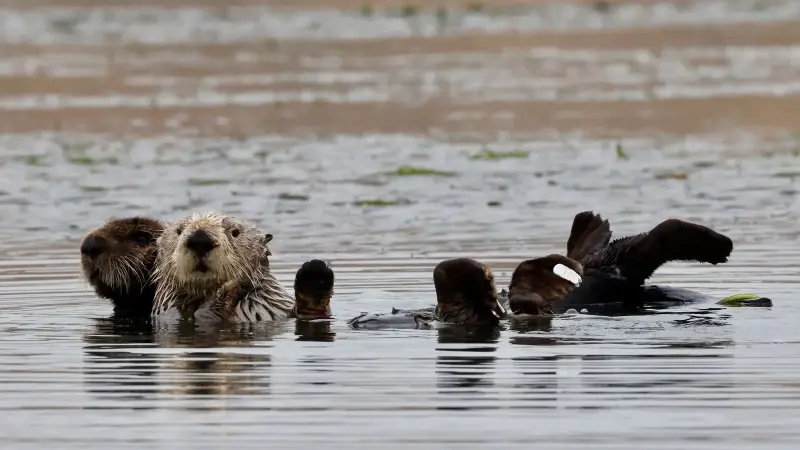 sea otter cracking shell