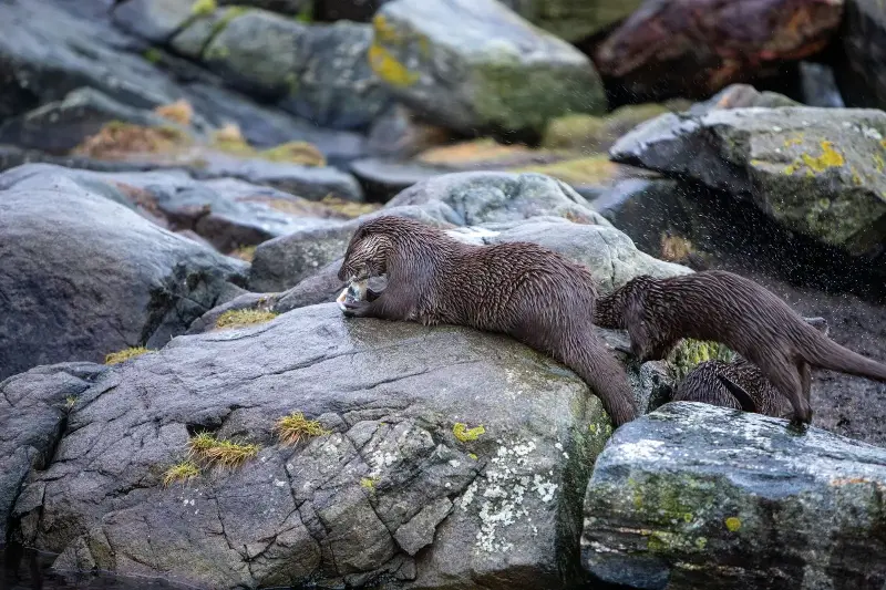 Sea otters carry a favourite rock in a loose pouch of skin under their left forearm and use it as an anvil to crack shellfish, and each otter tends to keep the same stone for years, sometimes for life
