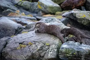 Sea otters carry a favourite rock in a loose pouch of skin under their left forearm and use it as an anvil to crack shellfish, and each otter tends to keep the same stone for years, sometimes for life