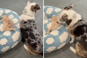 Adorable corgi mix sweetly showers kitten "babies" with love in this cute video!