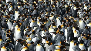 King penguins are getting a boost from climate change – but it might not be good news