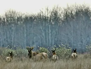 Dennis Anderson: Minnesota’s elk will remain in the northwest — not the northeast — for now, and maybe always