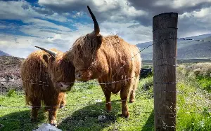 Social media has corrupted our relationship with animals