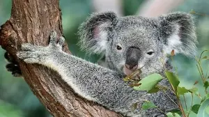 How Steve and Terri Irwin turned a 3,500-acre land purchase into 44,000 trees and 1,630 more acres of protected habitat