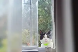 Cat Owner Unprepared for Picture Neighbor Sends Her: ‘Menacing’