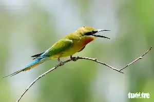 Admire the 'adorable' moments of the green-tailed bulbul in the Mekong Delta.