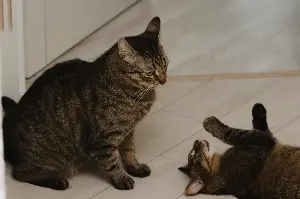 Woman’s First Cat Is So ‘Perfect’ She Gets a Second—Backfires Spectacularly