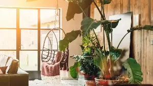 5 Red Flags I Always Look For Before Buying Houseplants – So That You Don’t Waste Your Money on Poor Quality Plants