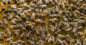 These bees thrive underground in cemeteries.