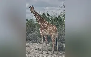 Runaway giraffe on the loose in Texas