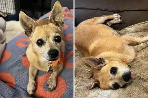 Tears over face of senior dog surrendered by family with "no reason" given