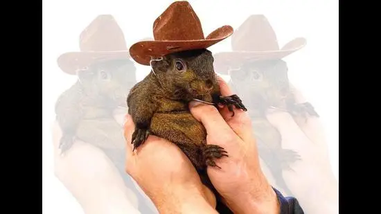 We're still heartbroken over Peanut the squirrel’s untimely death. (INSTAGRAM/@PEANUT_THE_SQUIRREL12)