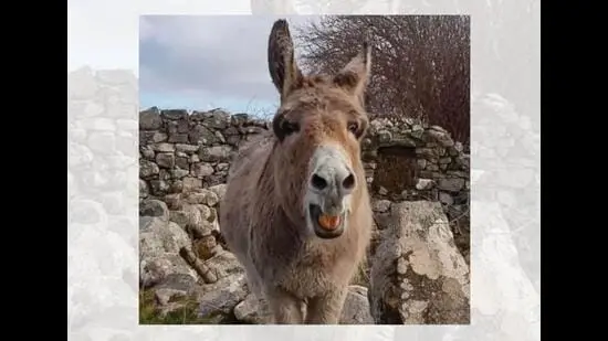 Remember when fans wanted the singing donkeys, aka Emily and Harriet, to compete in a bray-off? (FACEBOOK/@MARTINSTANTON)