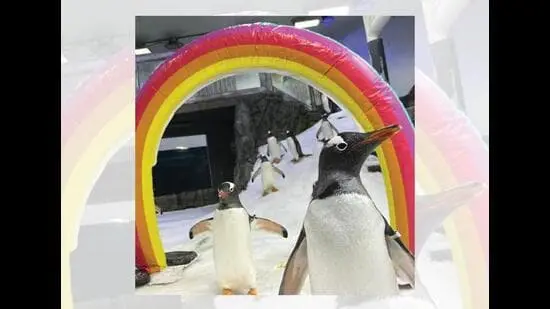 The male gentoo penguins at Australia's Sea Life Sydney Aquarium were LGBTQ icons.