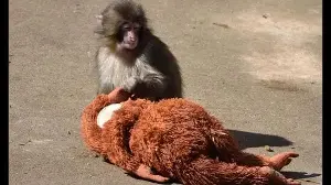 Listicle: 10 viral animals that are the GOAT