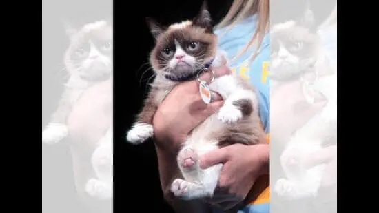 Tardar Sauce, aka Grumpy Cat, shot to fame for her resting-sour-puss expression. (GAGE SKIDMORE)