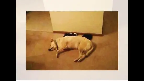 Bizkit shot to stardom in 2009 after a video of him sleep-walking and crashing into a wall went viral.