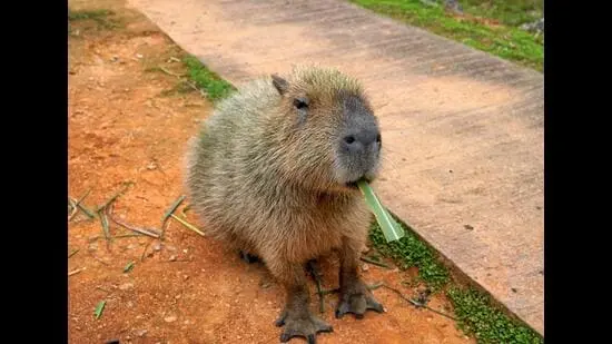 In 2024, a year-old capybara called Cinnamon escaped her enclosure at England’s Telford Hoo Zoo. (SHUTTERSTOCK)
