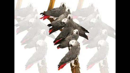 This gang of African Greys at the UK’s Lincolnshire Wildlife Park, have traded profanity with visitors. (SHUTTERSTOCK)