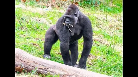Harambe was shot when a kid fell into his enclosure, sparking widespread outrage. (SHUTTERSTOCK)