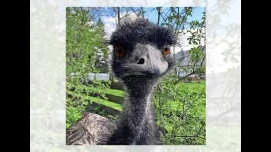 Emmanuel the emu can’t resist photobombing Taylor Blake’s farm-life videos in Florida, USA. (INSTAGRAM/@KNUCKLEBUMPFARMS)