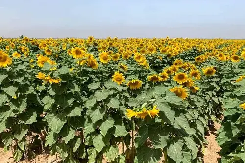 dầu ăn - Ảnh 1.