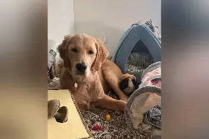Why Golden Retriever Puppy Thinks ‘He’s a Guinea Pig’ Melts Hearts