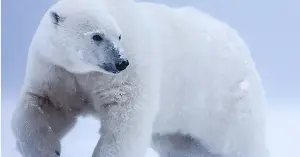 A polar bear’s fur looks white, but it contains no white pigment: its long guard hairs are transparent, hollow tubes that scatter light like crushed ice, while the skin underneath is black, helping absorb what little Arctic sunlight reaches it