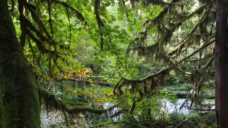 Washington's Olympic National Park