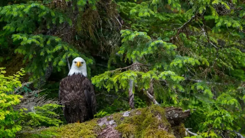 A bald eagle sitting on moss in the Tongass National Forest