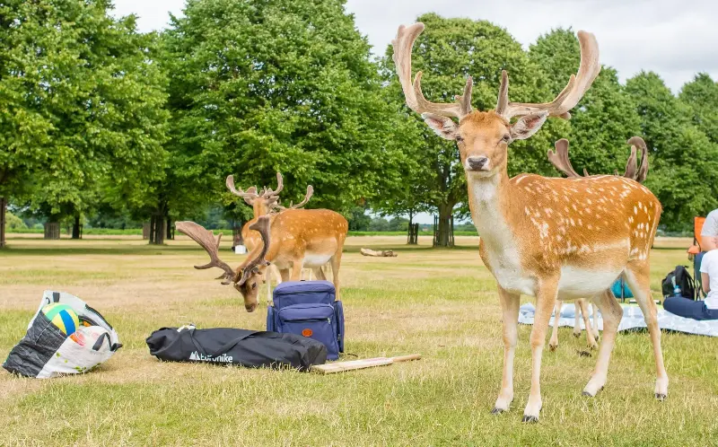 Picnic food offered up by tourists poses a health risk to the deer - Nicola Ferrari/Alamy