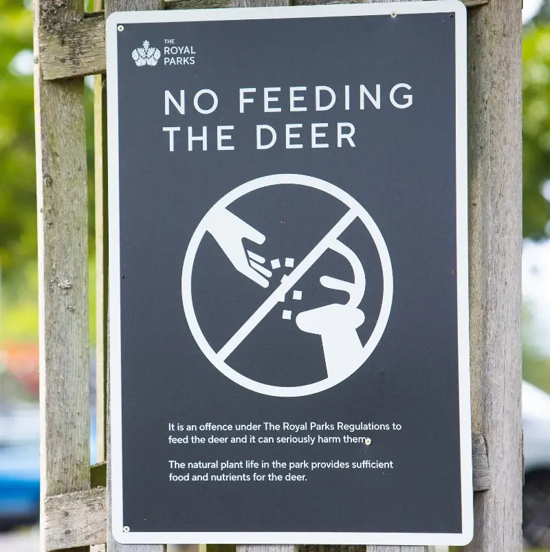 This summer has seen a marked increase in visitors approaching the deer and feeding them picnic food - Steve Christo