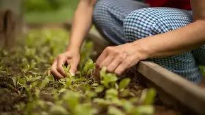 Thinning Seedlings Might Feel Wrong, But It’s the Secret to Bigger Harvests – And Now Is an Ideal Time to Do It