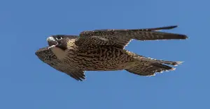 In a hunting dive, the peregrine falcon becomes the fastest animal alive, plunging at speeds of more than 320 km/h — before striking its prey in mid-air, a blow that can kill on impact
