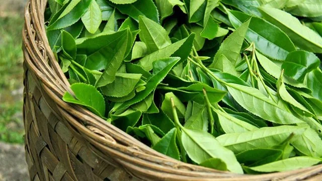 Loại nước hỗ trợ dưỡng thận ít người biết - Ảnh 3.