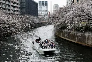 Pricier fuel hits Tokyo cherry blossom river cruises