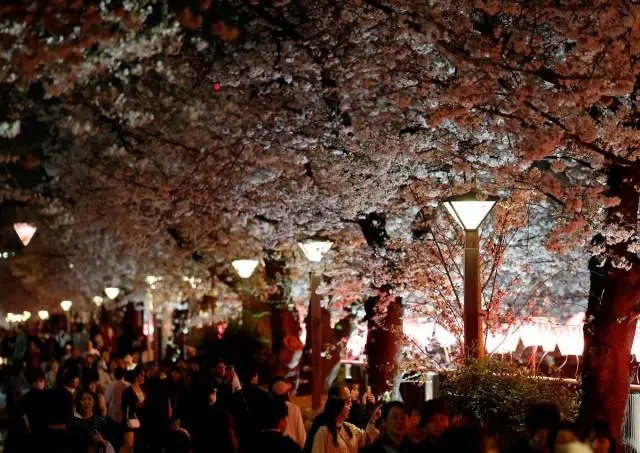 Visitors crowd a street lined with blooming cherry blossom trees in Tokyo, Japan, March 30, 2026. REUTERS/ Kim Kyung-Hoon