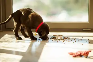 Expert warns of one dangerous mistake puppy owners can make